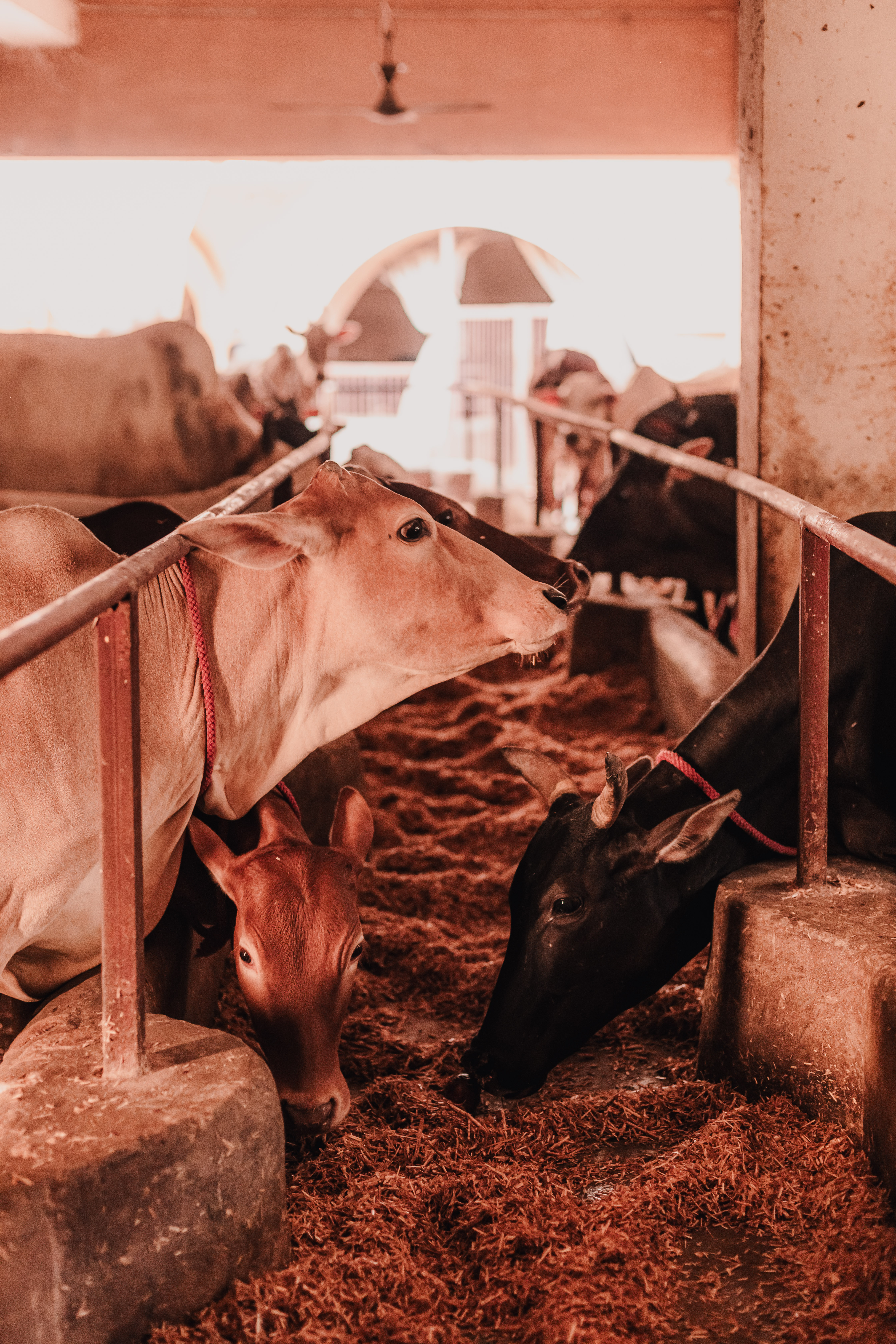 Legacy of Devraha Baba