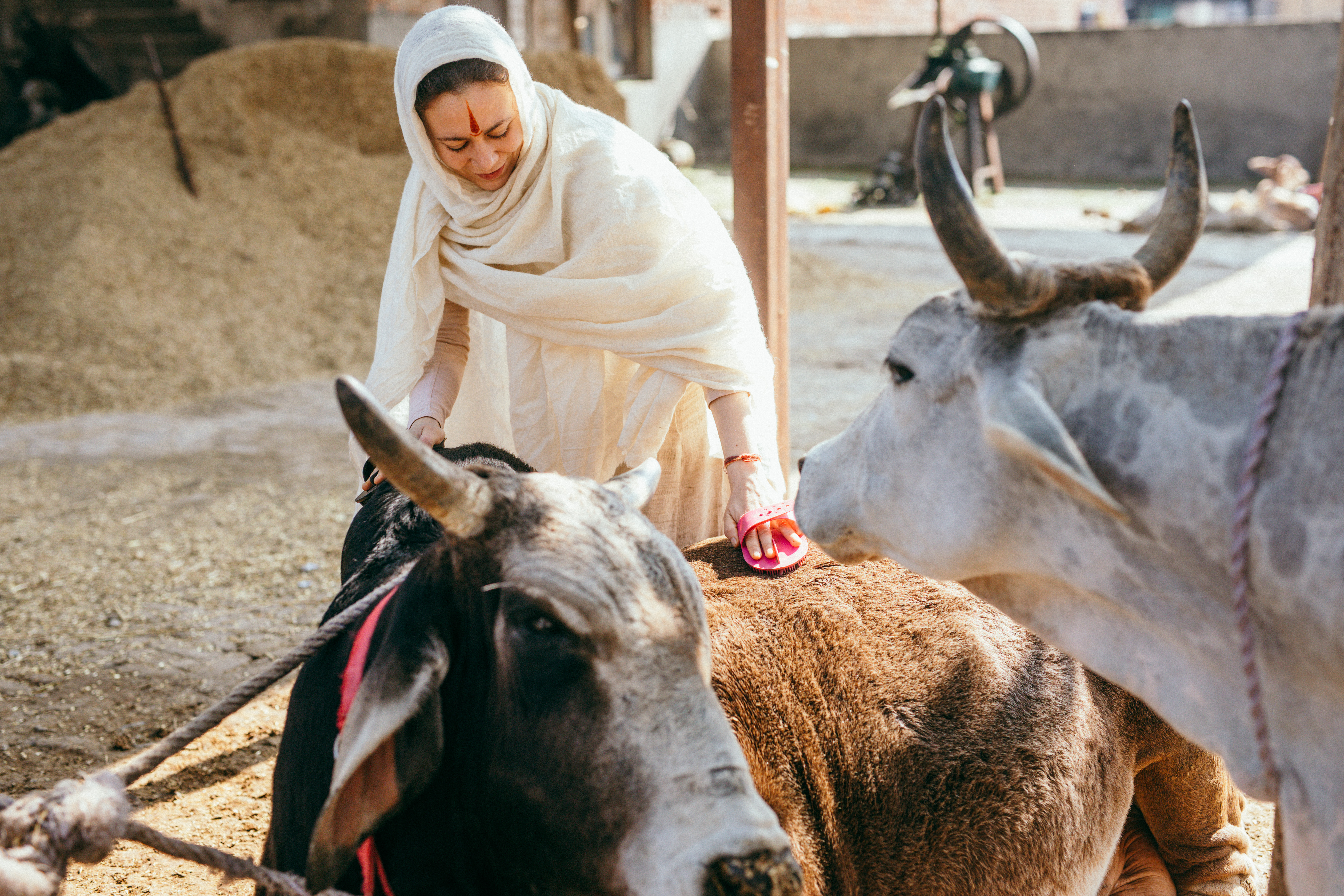 Hindu Beliefs About Cows