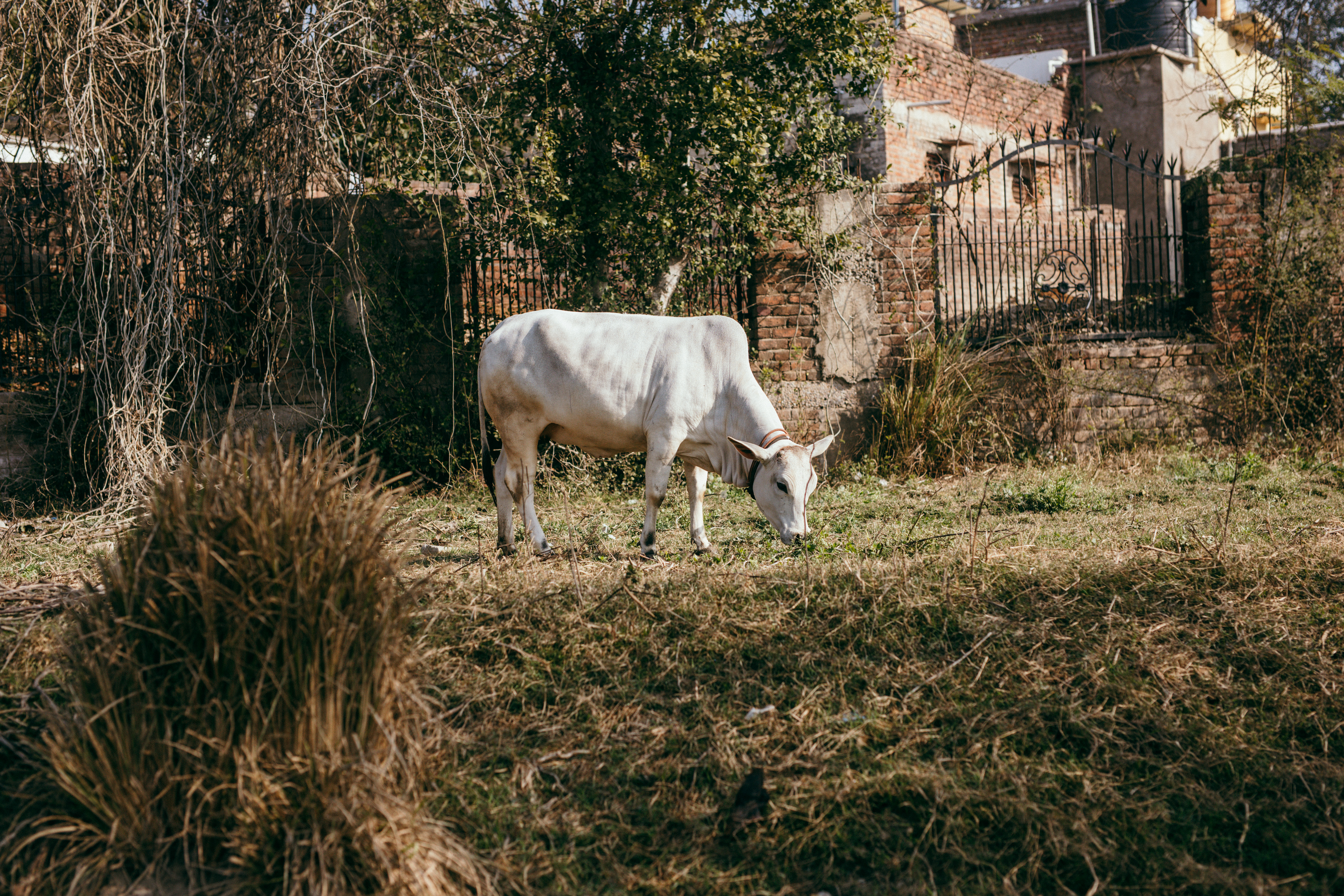 Cow Preservation Efforts