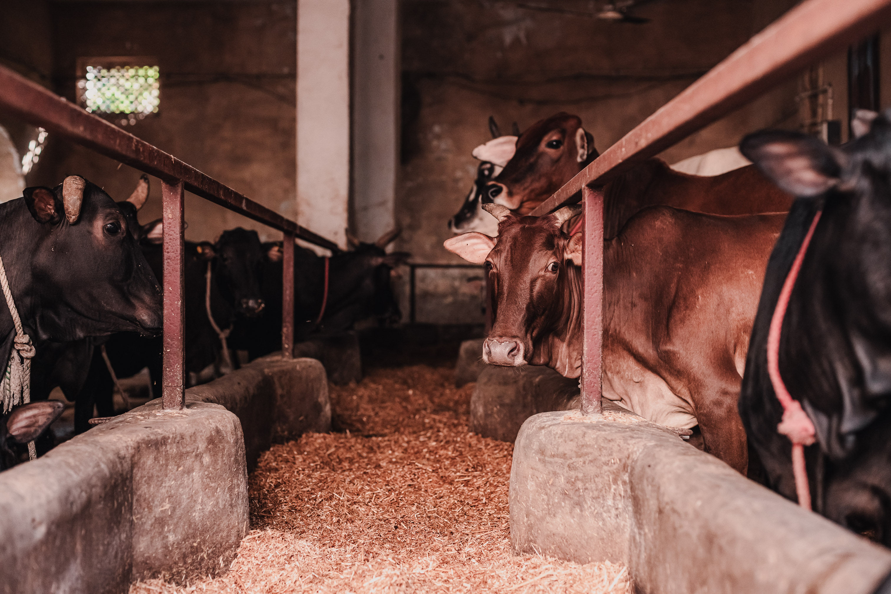 Cows in Gaushala