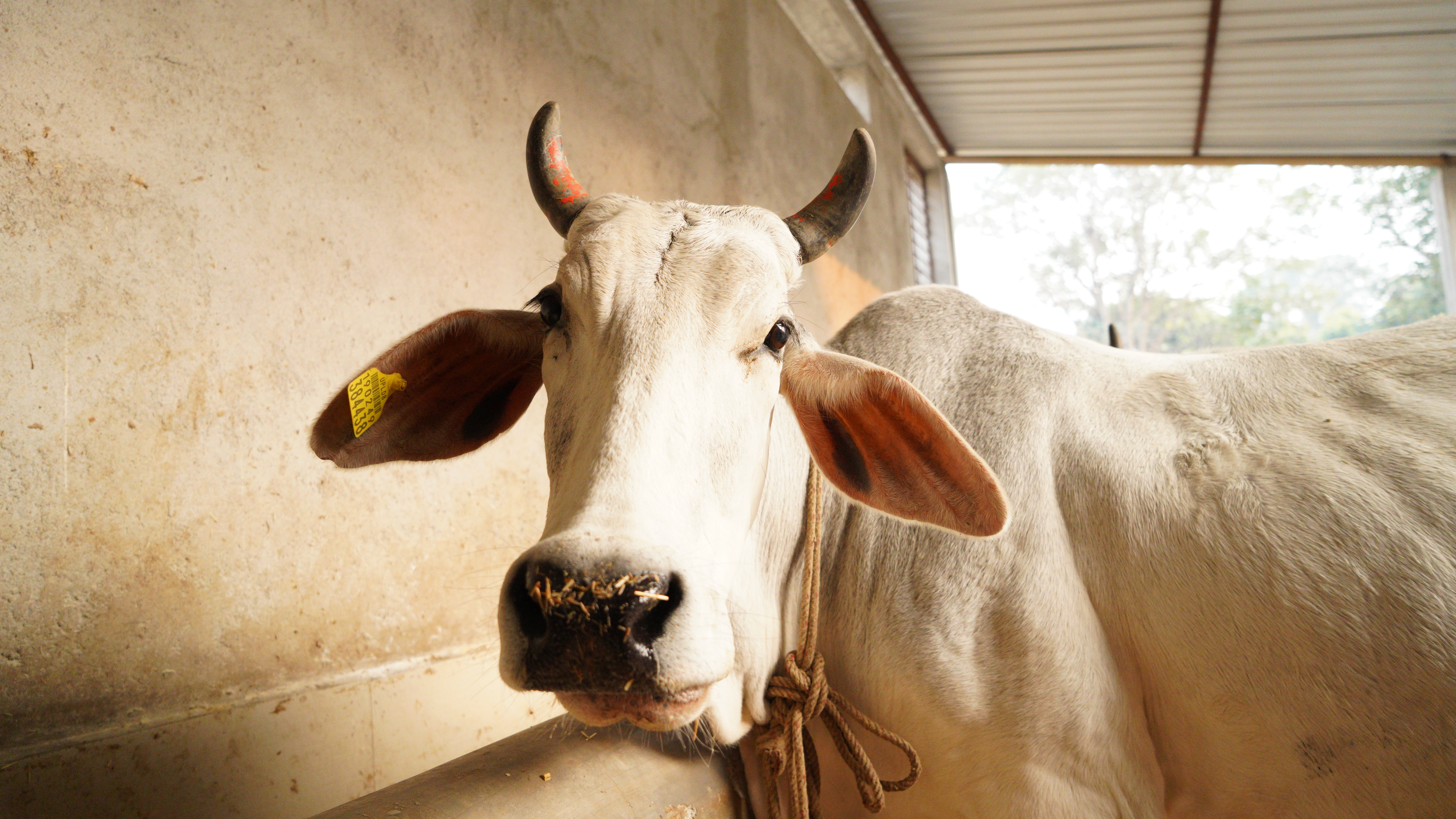 Gayatri Gaumata Image
