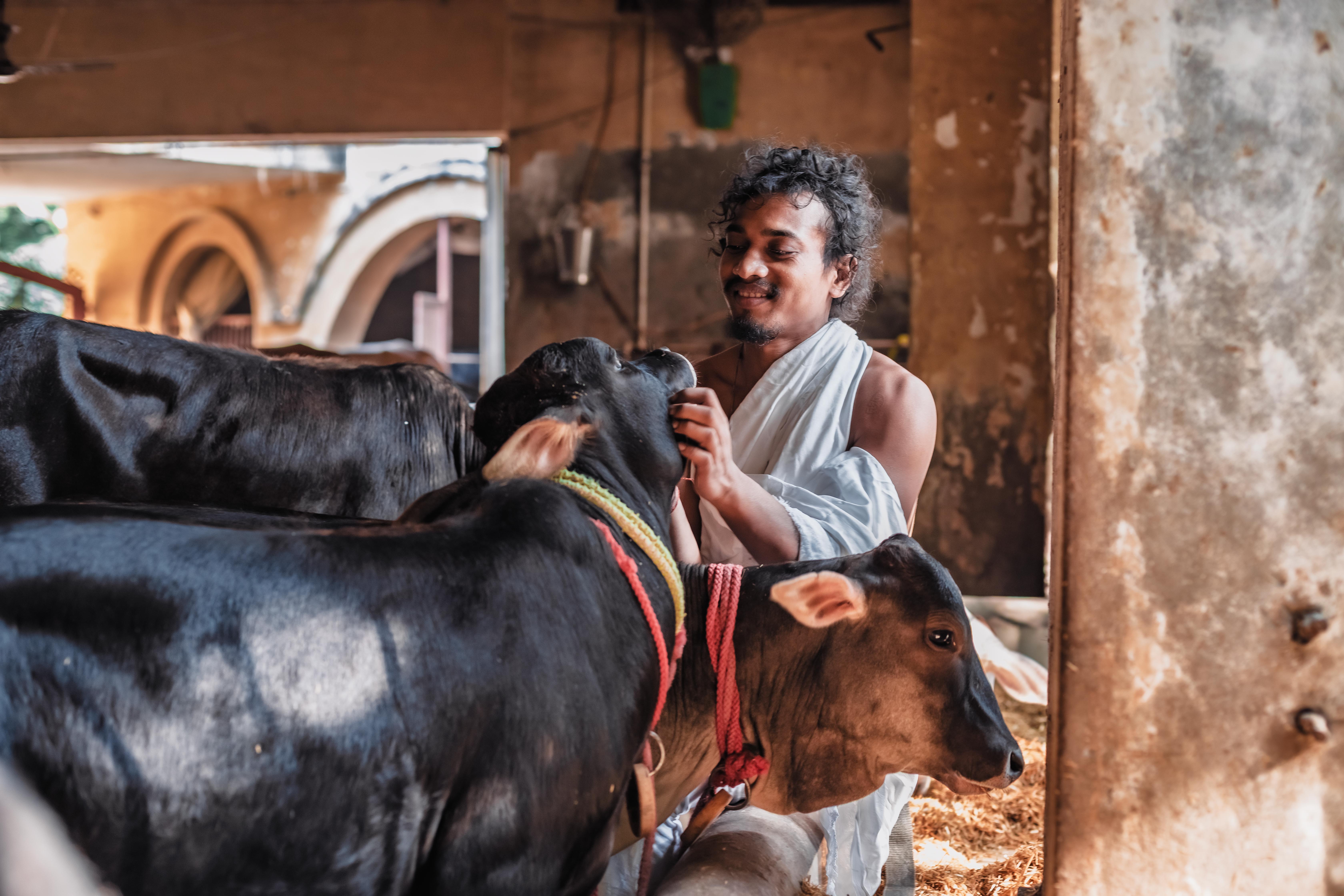 Cows at Shri Devraha Baba Gaushala