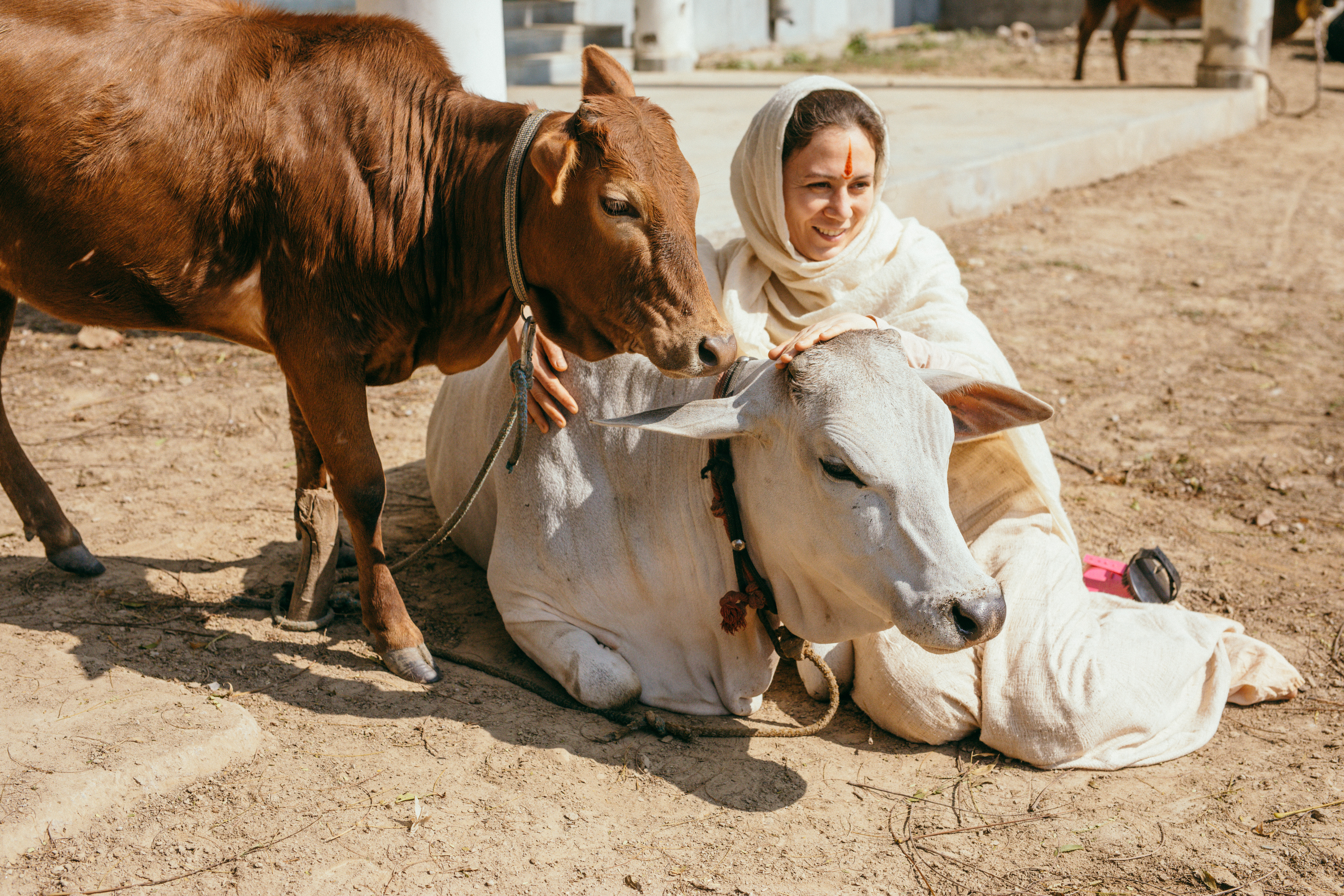 Rare cow breed at our Goshala